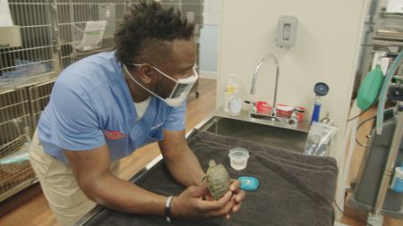 Dr. Hodges has a quick discussion with Raphael, the Red-Eared Slider, about his prognosis. (National Geographic for Disney)