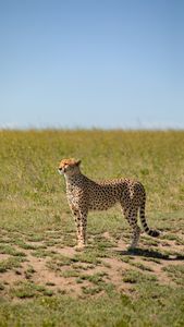 An adult cheetah standing in the grass.  (credit: National Geographic/Will Greenlees)
