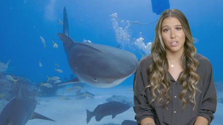 Shark researcher Heidy Martinez explains tonic immobility with a curious tiger shark comes in for a close-up. (National Geographic)