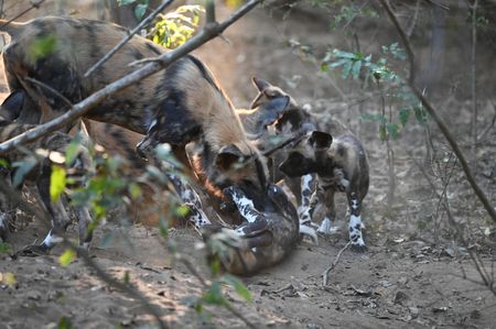 An adult African wild dog with wild dog puppies at a den. (National Geographic/Virginia Quinn)