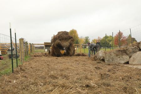 Andrew Hutton, Seth Doble, and Ben Reinhold lay out the hay from a track loader around and on top of the sheep hut. (National Geographic)