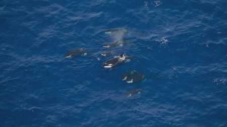 A different pod of orca are spotted approaching the predation scene; reinforcements to help bring down the humpback calf. (National Geographic)