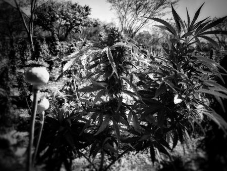 Sinaloa Mountains with marijuana and poppy plants. (Nick Quested)