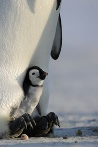 An older chick looking up from between its parent's legs.  (credit: National Geographic/Alex Ponniah)