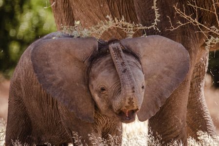 A newborn calf learns to use her trunk. (National Geographic for Disney/Robbie Labanowski)