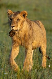 Kio walks with something muddy in his mouth. (National Geographic/Simon Blakeney)