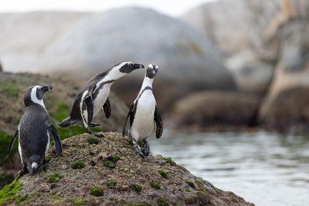 African penguins at the Boulders Beach colony in South Africa. (National Geographic/David Eastaugh)