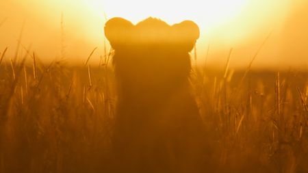 Kio, with his distinctive ear slit visible, sits in the long grass bathed in the golden light of dawn. (National Geographic/Mark MacEwan)