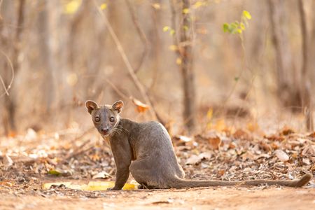 A fossa, Madagascar's apex predator, in its forest habitat in Madagascar. (National Geographic/Alice Marlow)