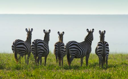 Five zebra stand together with their bottoms to the camera. (credit: National Geographic/Bertie Gregory)