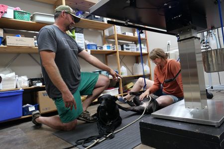 Drs. Ben and Erin Schroeder talk while they comfort the two black labs that were found. (National Geographic)