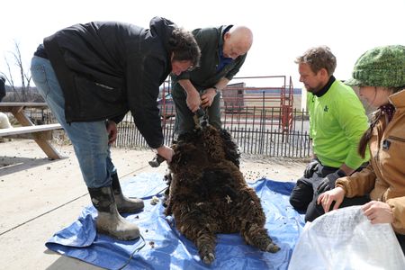 Charles Pol holds the leg of one of the Merino sheep as Dr. Pol shears the sheep's wool, while Ben Reinhold and Beth Pol watch. (National Geographic)