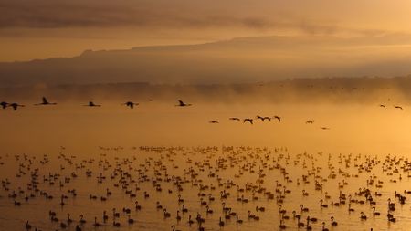 Flocks of lesser flamingos at Lake Elementaita. (National Geographic)