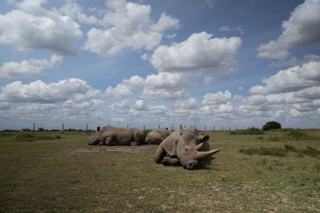 The last two Northern White Rhinos, along with a Southern White Rhino, napping in the sun at the Ol Pejeta Conservancy.  (credit: National Geographic)