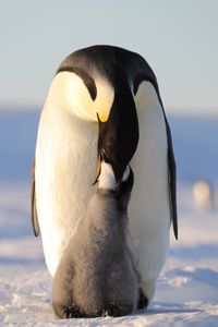 Emperor penguin feeding an older chick.  (credit: National Geographic/Alex Ponniah)