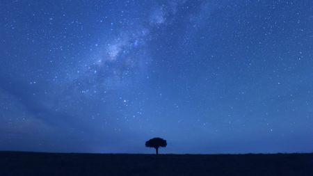 The starlit sky stretches over the pride's territory, with a solitary tree standing at its center. (National Geographic/Howard Bourne)