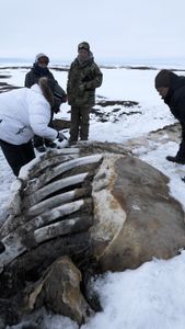The Pingayak family finds a washed up whale on the frozen beach. (National Geographic/Matt Kynoch)