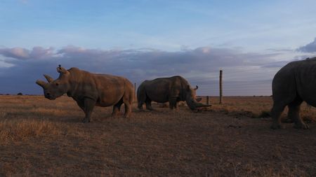 Fatu and Najin, the last two Northern White Rhinos, along with a Southern White Rhino, roam the grounds at Ol Pejeta Conservancy.(credit: National Geographic)