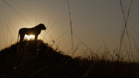 A young male lion stands on top of a mound, using it as a vantage point. (National Geographic/Mark MacEwan)