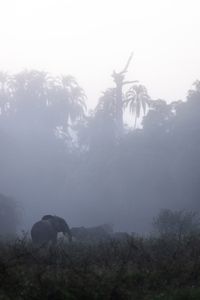 Due to years of extreme poaching, forest elephants are elusive and fearful of humans, making them difficult to study.  (National Geographic for Disney/Fleur Bone)