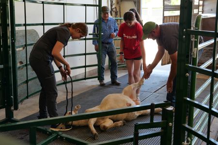 After getting a steer under anesthesia, vet tech Laurel Driver, the owner's granddaughter Bre Millard, and Dr. Ben Schroeder work together to prepare him for hernia surgery, as owner Dale Smith looks on. (National Geographic)