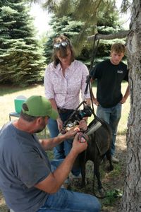 Dr. Ben Schroeder conducts a dental procedure on Magnum, a miniature horse. Dr. Erin holds Magnum's head in place while Charlie Schroeder observes. (National Geographic)