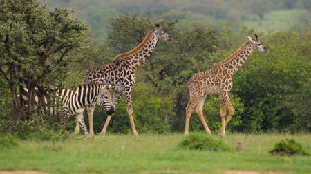 Giraffes, zebras, and other wildlife graze together. (National Geographic)