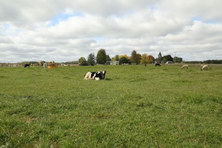 Cows, horses, and sheep graze and relax in the Pol family farm's animal pasture. (National Geographic)