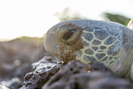 A green turtle trapped on an exposed coral at low tide. (National Geographic/Sacha Thorpe)