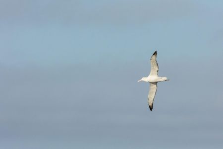 A wandering albatross soars as he returns home after circumnavigating the pole twice during his sabbatical year. (National Geographic for Disney/Imogen Prince)