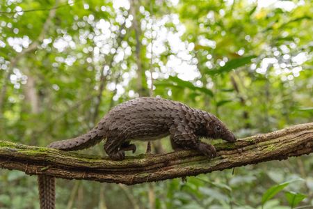 A white-bellied pangolin climbs a tree at a wildlife sanctuary in Liberia. (National Geographic/George Woodcock)