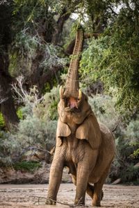 A lone elephant reaches up to the tree branches with his trunk to grab food. (National Geographic for Disney/Robbie Labanowski)