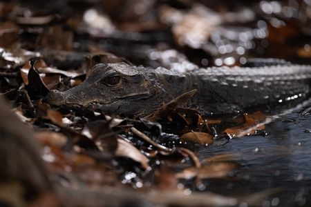 A dwarf crocodile emerges from the swamp forests of Gabon. (National Geographic/Clement Kiragu)