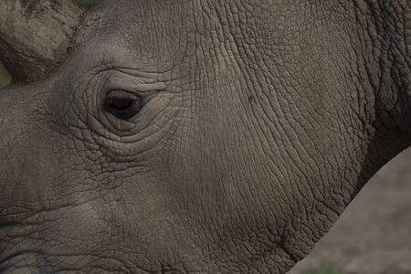 One of the last two remaining Northern White Rhinos in the world grazes for snack time at the Ol Pejeta Conservancy.  (credit: National Geographic/Katie Cleary)