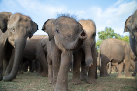 The young calf finds a playmate in the herds of Asian elephants, and begins to learn elephant culture from them. (National Geographic for Disney/Jasper Schofield)