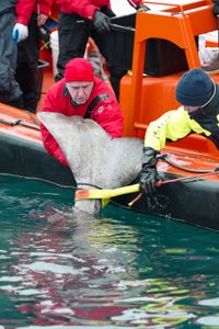 Nigel Hussey and Crew Josh Palmer hold the tail fin and prepare to tag a Greenland shark from the side of the FRC. (National Geographic/Mario Tadinac)