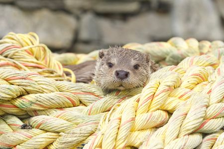 Molly lays in a rope coil, where she often sleeps. (National Geographic/Johnny Rolt)