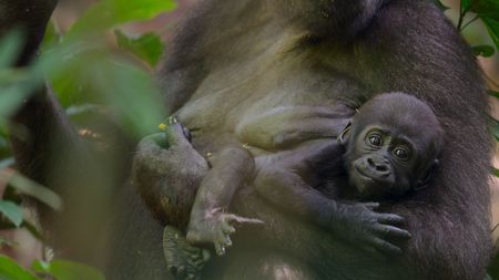 A mother western lowland gorilla holding her baby in Dzanga-Sangha National Park, Central African Republic. (National Geographic)
