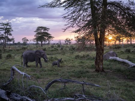 A mother elephant and young calf roam through Kimana Sanctuary, a crucial corridor that links Amboseli National Park with the Chyulu Hills and Tsavo protected areas in Kenya, on May 23, 2022. As well as being the largest land mammal on earth, elephants are a keystone species and play an important role in the environment where they live. However, having roamed the wild for 15 million years, today, this iconic species faces the biggest threats to its survival due to ivory poaching, human-wildlife conflict and habitat destruction. (National Geographic for Disney/Nichole Sobecki)