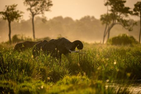 Two elephants move through the reeds in the marsh. (National Geographic/Claire Spelling)