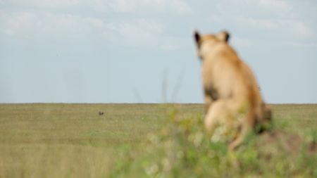A lion watches a lone buffalo grazing in the distance. (National Geographic/Dominico Pontillo)