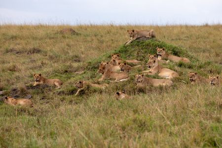 Members of Summer's Pride rest, panting in the heat of the day. (National Geographic/Joe Treddenick)