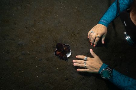 Dr. Alex Schnell places her hand near a Coconut octopus (Amphioctopus marginatus) resting on the seafloor.  (National Geographic for Disney/Craig Parry)