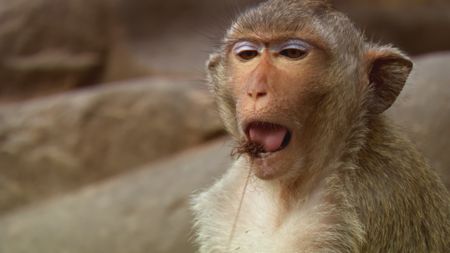 A long tailed macaque uses human hair to floss its teeth in Lopburi, Thailand. (Getty Images)