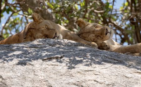 A pair of lions nap on a rock in Tanzania's Serengeti National Park. (National Geographic/Alicia Russo)