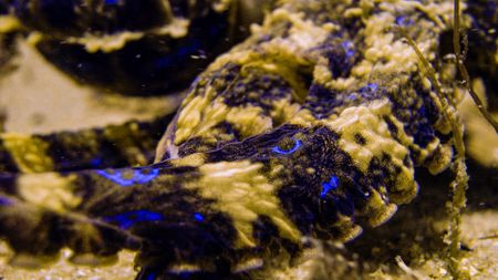 A Blue-ringed octopus (Hapalochlaena maculosa) displays bright blue rings, a warning that the venom in her bite is deadly. The blue rings do not change colour like the rest of her skin, but are revealed when the octopus contracts muscles, revealing the vibrant blue underneath.  (National Geographic)