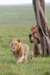 Two of Kio's brothers stand by a tree trunk, one trotting forward while the other rises on his hind legs, gazing into the distance with curiosity. (National Geographic/Simon Blakeney)