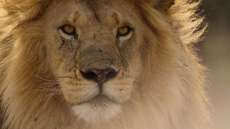 A portrait of a male lion. (National Geographic)