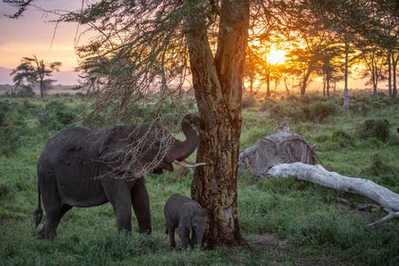 A mother elephant and young calf roam through Kimana Sanctuary, a crucial corridor that links Amboseli National Park with the Chyulu Hills and Tsavo protected areas in Kenya, on May 23, 2022. As well as being the largest land mammal on earth, elephants are a keystone species and play an important role in the environment where they live. However, having roamed the wild for 15 million years, today, this iconic species faces the biggest threats to its survival due to ivory poaching, human-wildlife conflict and habitat destruction. (National Geographic for Disney/Nichole Sobecki)