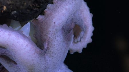 A Dorado Octopus mother shielding eggs. (mandatory photo credit: Schmidt Ocean Institute)